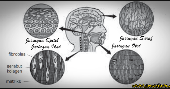  Jaringan  Hewan  Epitel Konektif Otot Syaraf LENGKAP  