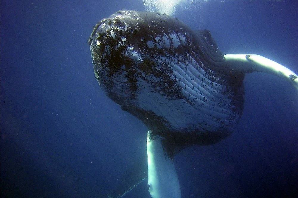 El canto d ela ballena jorobada no cambia y puede durar mucho tiempo