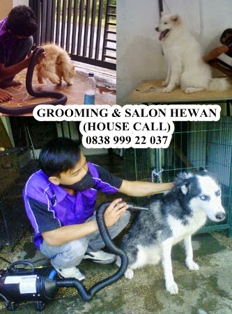 Rayrainbow Petshop: JASA GROOMING MANDI SALON ANJING 