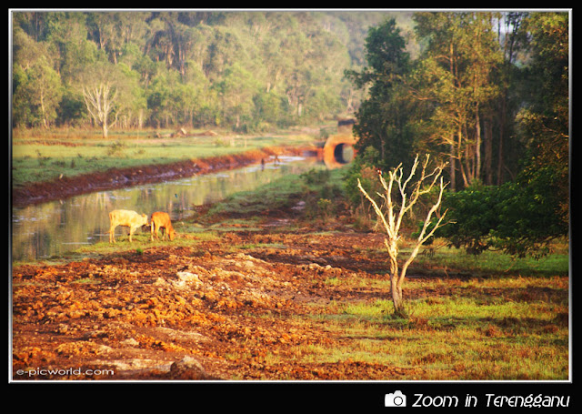 Trees and cows picture