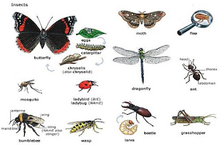 Ciri Ciri Insecta  Serangga Contoh  Hewan insecta  dan 