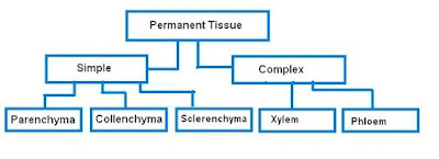  Chapter 6. Tissues  | Question 15 : Answer | CBSE Class IX ( 9th) Science |