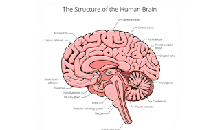 Penjelasan Seputar Bagian Otak Manusia