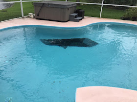 our pool during a hurricane and part of our roof in the pool