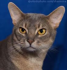 abyssinian pictures