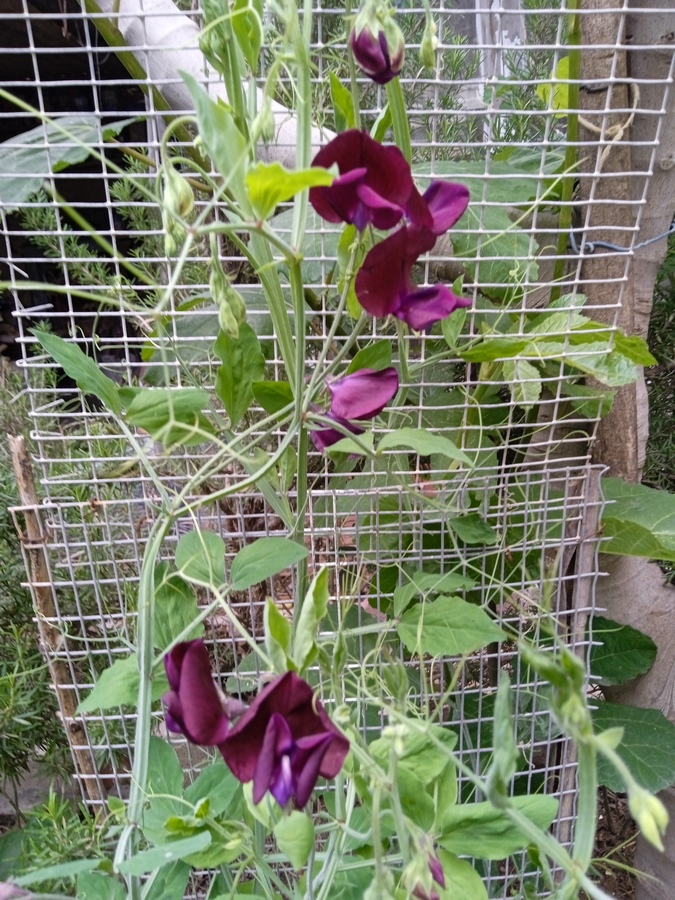 As your sweet peas begin their ascent towards floral splendor, providing adequate support is essential for their vertical journey.