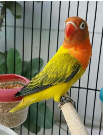 92 Jenis  Warna  Dan  Nama Burung  Lovebird 