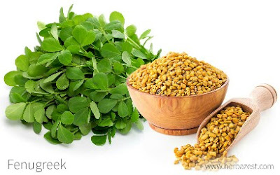 There Was a New Discovery about Penugreek. What is That?