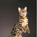 bengal cat thriller for ebook
