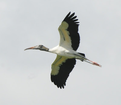 Wood Stork (Mycteria americana)