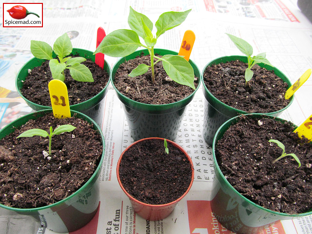 New Chilli Varieties - 17th March 2023