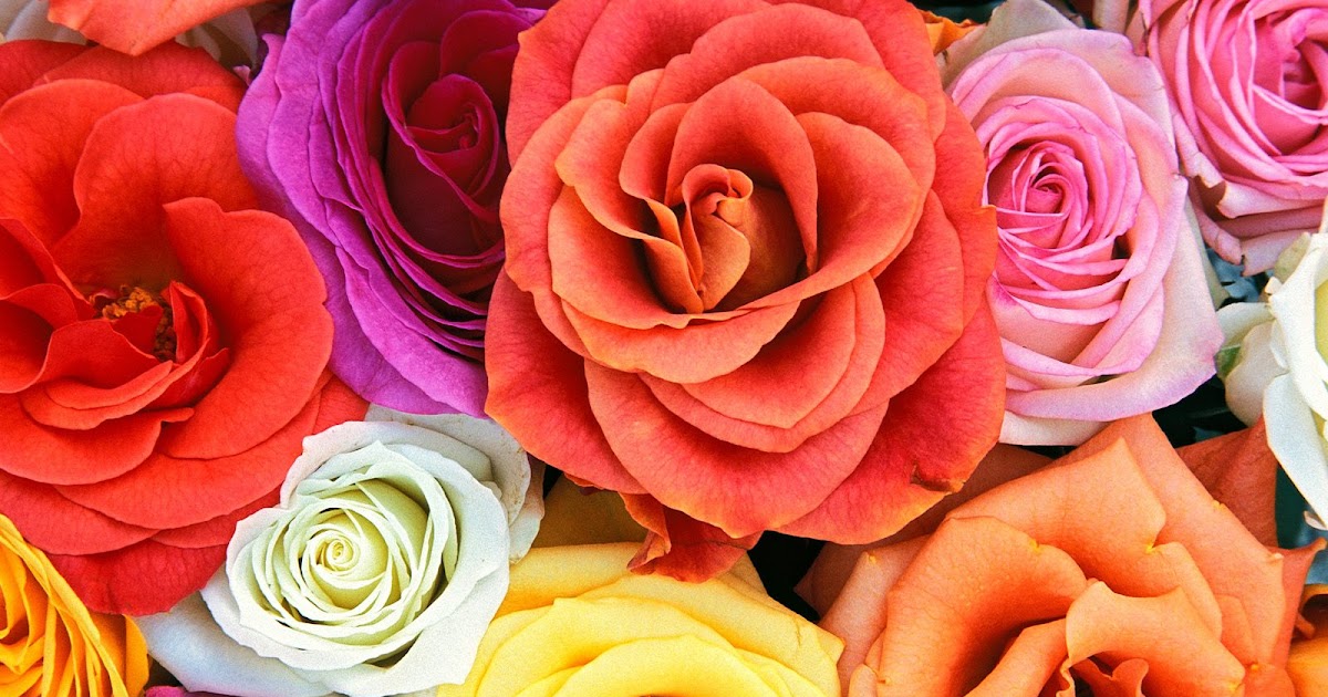 Arti Bunga Mawar Berdasarkan Warnanya
