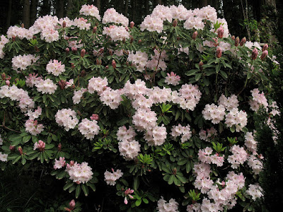 Rhododendron decorum - Great white rhododendron care and culture