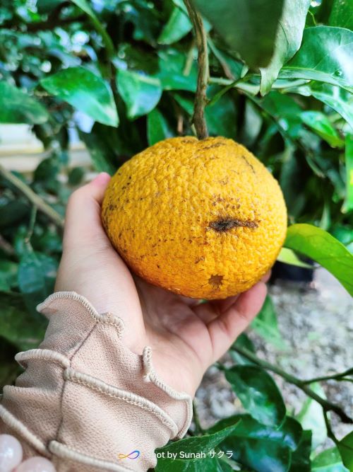 Pergi Gyulhanggi Tangerine Farm Bulan Ogos, Tapi Limau Tangerine Belum Masak