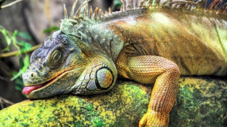 Funny Iguana