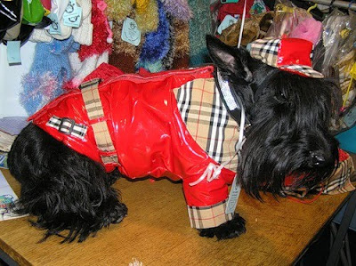 Awesome Pet Costumes Seen On www.coolpicturegallery.us