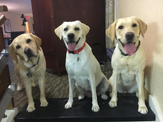 In a living room, three yellow Labrador retrievers look directly into the camera. One dog stands with their head cocked and a serious expression. The other two sit with happy expressions. Their mouths are open and tongues are out.