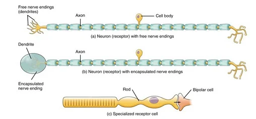 Klasifikasi Reseptor Berdasarkan Tipe Sel