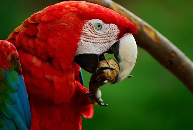 FISCALIZAÇÃO CONJUNTA APREENDE 171 AVES SILVESTRES EM GARANHUNS