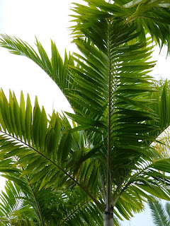 Veitchia arecina - Palmier du Vanuatu - Palmier de Montgomery