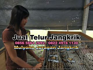 Harga Jual Telur Jangkrik Super Tujuan Tuban Jawa Timur 085656642692