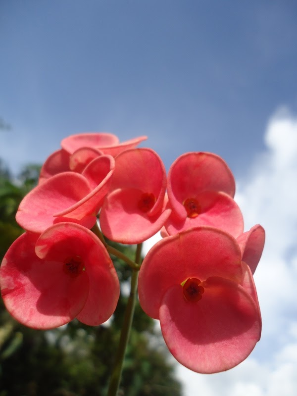  Bunga  Euphorbia  Pink Nuansa Biru Rumah Daun Muda