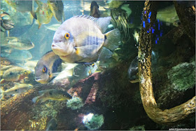 Exhibición del Río Amazonas en el Acuario de Boston