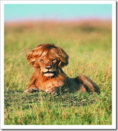 wiglion
