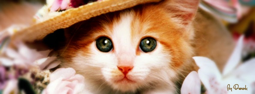  Anak  Kucing Lucu  Sampul  Facebook Ala Denok