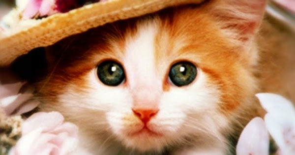  Anak  Kucing Lucu  Sampul  Facebook Ala Denok