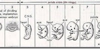 Proses Terjadinya Manusia