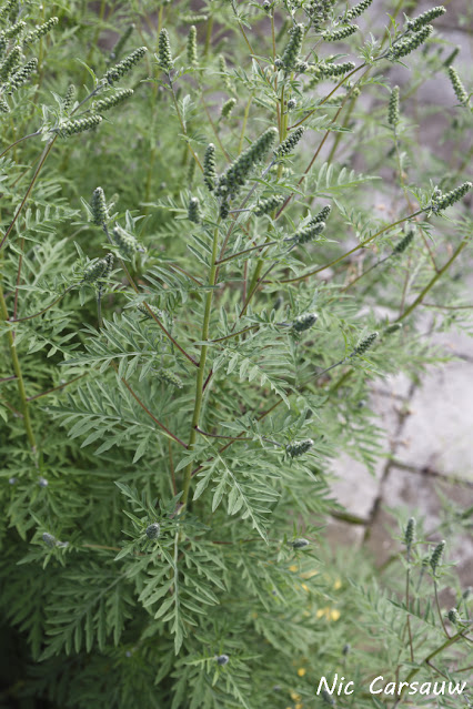 Bladeren van Alsemambrosia