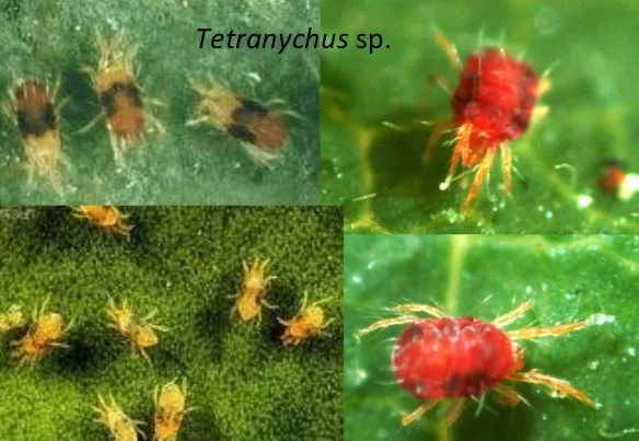 Tungau (Tetranychus spp.)