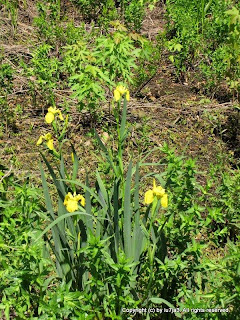 Yellow Iris