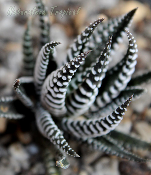 La Cebrita de jardín y sus hojas peculiares, Haworthia fasciata