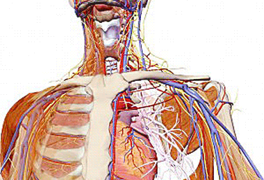 body-browser1