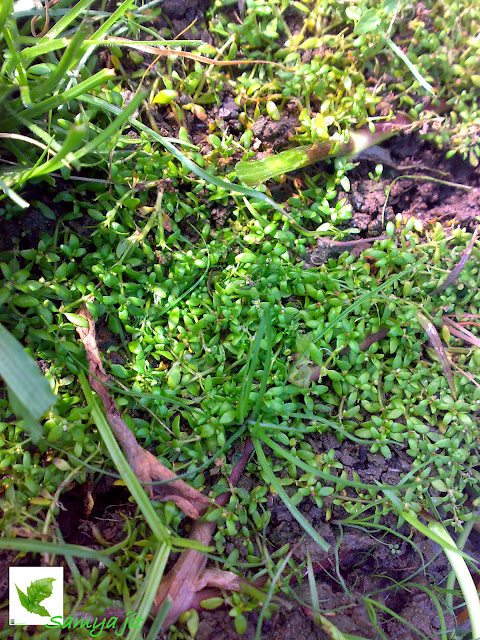 Elatine triandra in the Habitat of WestBengal