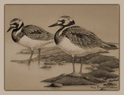 pm_20110413_birds