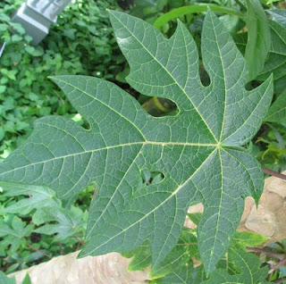 Healthy Papaya Leaf