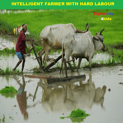 Intelligent-Farmer-Story