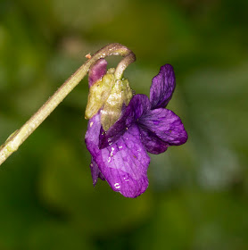 Sweet Violet, Viola odorata.  Hayes, 12 April 2013.