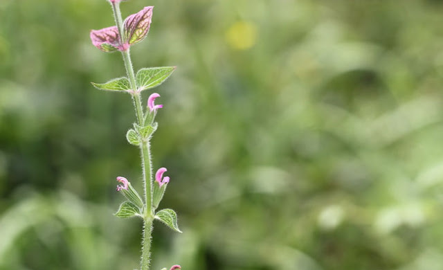 Annual Clary Sage