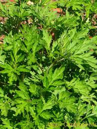 Artemisia annua