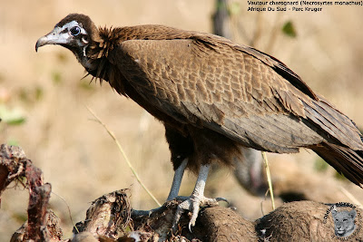 raptos in Africa