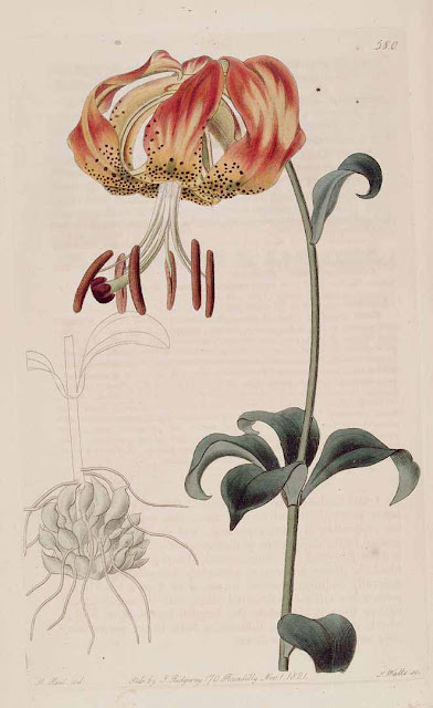 Лилия Мишо (Lilium michauxii)