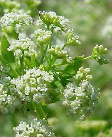 selderijbloem