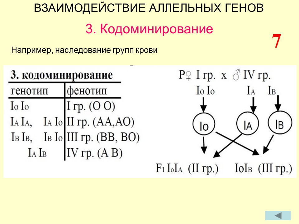 Кодоминирование наследование групп крови. Схема наследования групп крови. Кодоминирование группы крови схема. Взаимодействие генов группы крови. Взаимодействие генов групп крови