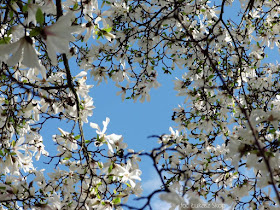 białe magnolie