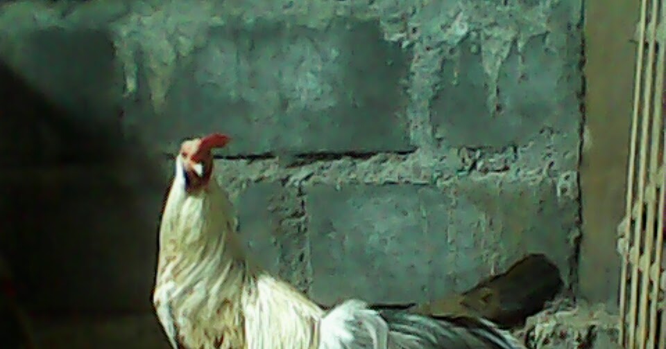 Kandang Ayam Kate - Tentang Kolam Kandang Ternak