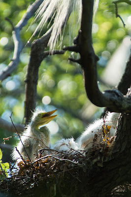 Great Egret Chick, UT Southwestern Medical Center Rookery